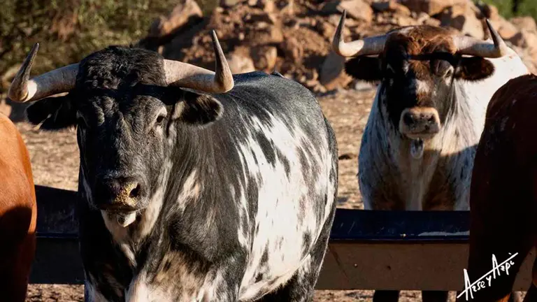 Ejemplares de Sobral que participarán en la Feria de Peralta. CEDIDA