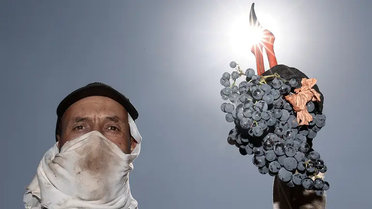 GRAFCAV9232. CORELLA, 03/09/2022.- Recogida de la uva en una parcela cerca de la localidad navarra de Cintruenigo antes de llevarla a la Bodega corellana Viña Zorzal. Después, todo va a un camión frigorífico, donde la cosecha diaria “duerme” una noche y al día siguiente se procesa a 11 grados. “Si quieres hacer un vino de calidad hay un millón de factores y debes pensar que todos ellos son importantes. Si empiezas a incumplir uno, otro, otro, otro… tu vino va a ser más convencional”, refiere en una entrevista con Efe Xabi Sanz, al frente de la bodega junto a sus hermanos, quienes tomaron el relevo de la bodega fundada en 1989 por su padre y varios socios, y hoy han cambiado aquella forma convencional de procesar para crear “un superlaboratorio”, que hace vino con uva de parcela y de origen. La vendimia, un trabajo “muy duro” pero “también ilusionante” para quienes se dedican a la viticultura, ha llegado en 2022 a Navarra con un adelanto histórico por el calor de un verano que también conllevaba incertidumbres sobre la cosecha, aunque finalmente asoma de buena calidad y sin gran merma en cantidad son las previsiones del Consejo Regulador de la Denominación de Origen Navarra.  EFE/ Jesús Diges
