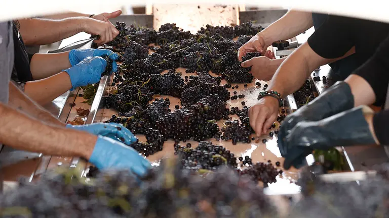 GRAFCAV9230. CORELLA, 03/09/2022.- Trabajadores de la bodega de Corella Viña Zorzal en el primer proceso de selección donde se selecciona la uva cogida a mano y donde se aparta la uva que no se quiere. “Es mucho trabajo y compensa por pasión, no por negocio”, asegura en entrevista con Efe Xabi Sanz, al frente de la bodega junto a sus hermanos, quienes tomaron el relevo de la bodega fundada en 1989 por su padre y varios socios, y hoy han cambiado aquella forma convencional de procesar para crear “un superlaboratorio”, que hace vino con uva de parcela y de origen. La vendimia, un trabajo “muy duro” pero “también ilusionante” para quienes se dedican a la viticultura, ha llegado en 2022 a Navarra con un adelanto histórico por el calor de un verano que también conllevaba incertidumbres sobre la cosecha, aunque finalmente asoma de buena calidad y sin gran merma en cantidad son las previsiones del Consejo Regulador de la Denominación de Origen Navarra.  EFE/ Jesús Diges
