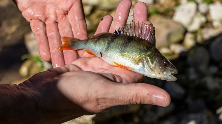 RIEZU (NAVARRA), 14/09/2022.-El Gobierno de Navarra ha testado con éxito el uso de una presa desmontable para evitar el avance en el río Ubagua de la perca europea, una especie exótica invasora (EEI) introducida por el hombre en el embalse de Alloz, y que de no frenarse pondría en peligro a las especies locales, como la trucha. En la imagen, ejemplar adulto de perca europea. EFE/ Pablo Rojo

