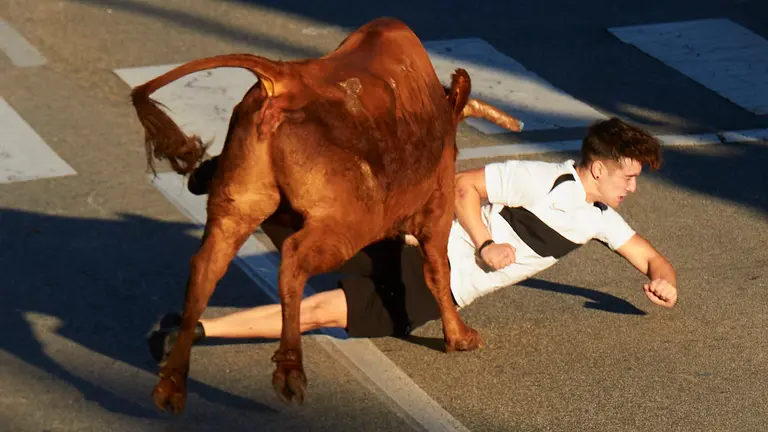 Vaquillas de la ganadería de Alba Reta en las Fiestas de  Zizur Mayor 2022. IÑIGO ALZUGARAY