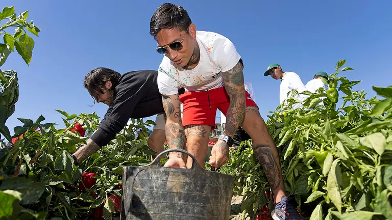 Chimy y Juan Cruz recogiendo pimientos en los campos de Verleal en Fustiñana. Cedida.