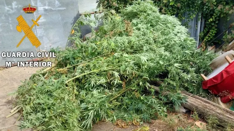 Las plantas estaban en un invernadero y listas para la venta. GUARDIA CIVIL