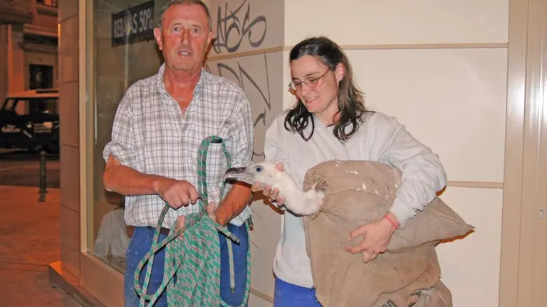 La organización Gurelur ha criticado  la muerte de decenas de jóvenes de buitre por "la inacción del departamento de Medio Ambiente del Gobierno de Navarra.