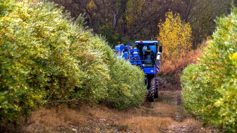 Este año se espera que la cosecha de la oliva de un fruto de mejor calidad. CEDIDA