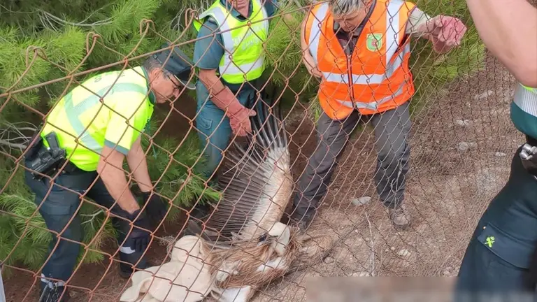 Rescate de un buitre real en Navarra. GUARDIA CIVIL