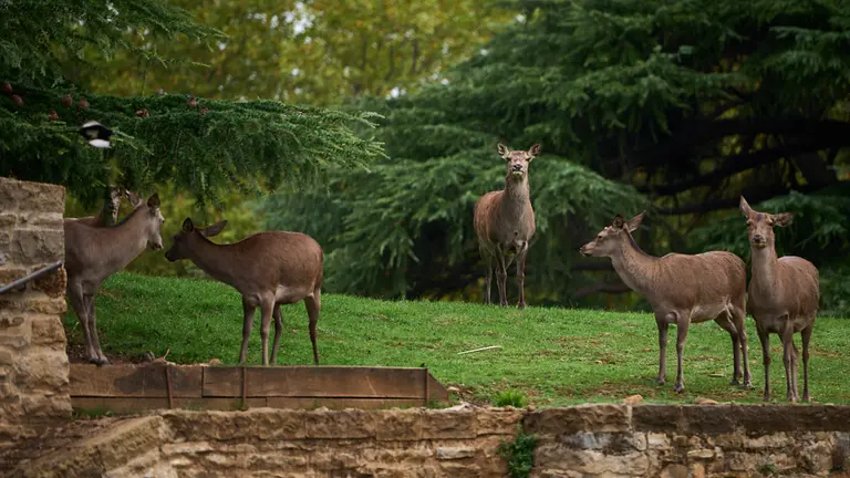 El zoo urbano en el parque de la Taconera de Pamplona. PABLO LASAOSA