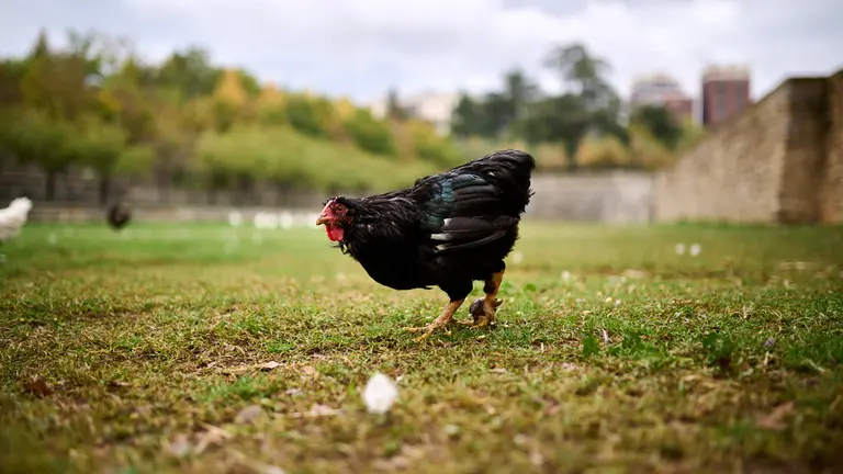 El zoo urbano en el parque de la Taconera de Pamplona. PABLO LASAOSA