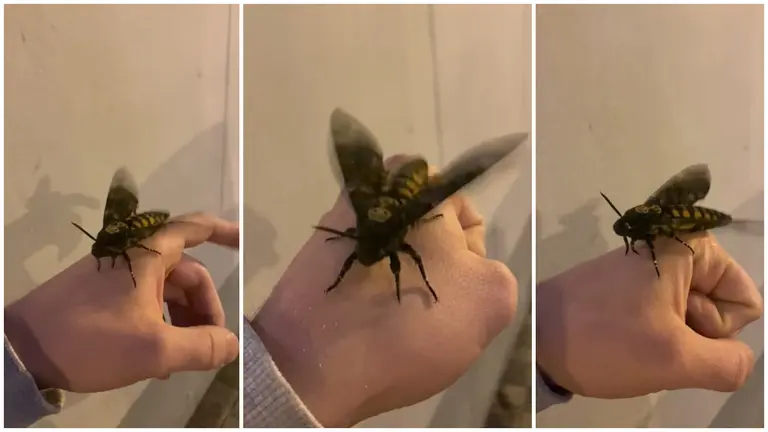 Esfinge de la muerte africana, recientemente vista en Pamplona en el parque junto al Monumento a los Caídos.