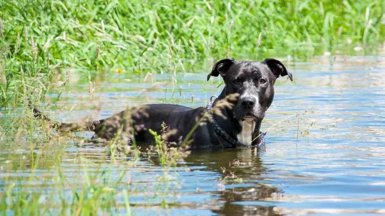 Un vecino logró retener al perro extraviado hasta que llegó la Policía Local de Tudela. CEDIDA