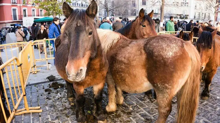 Feria de ganado por San Andrés en Estella. ARCHIVO