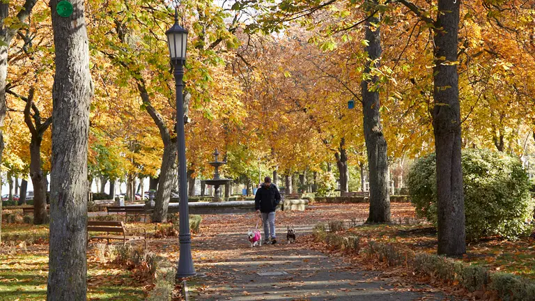 Con la llegada del frío, las calles y parques de Pamplona se han cubierto de hojas dejando estampas otoñales por toda la ciudad. IÑIGO ALZUGARAY