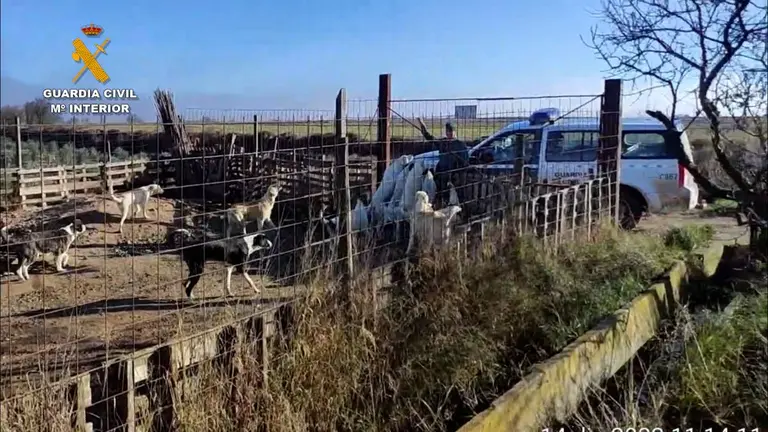 Los 16 perros malvivían muy enfermos en una finca de Tudela. GUARDIA CIVIL