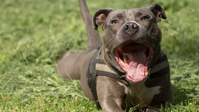 American Staffordshire Terrier. ARCHIVO