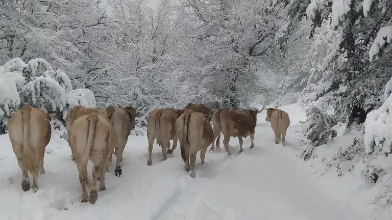 El ganadero buscaba a las vacas desde hace días. GUARDERÍO DE MEDIO AMBIENTE