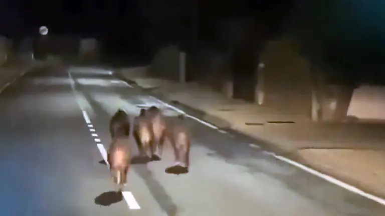 La manada de jabalíes por el casco urbano de Fitero esta pasada madrugada. GUARDIA CIVIL