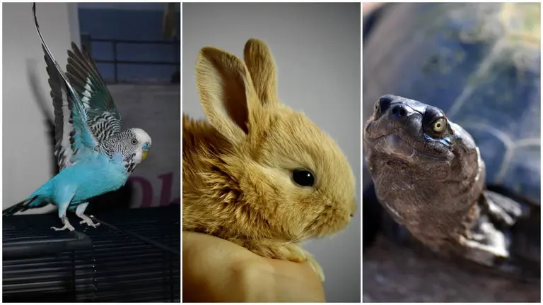 Periquitos, conejos o tortugas está prohibidos en los domicilios particulares. PIXABAI