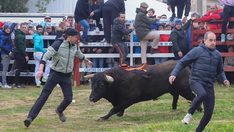 Varias personas participan en el Carnaval del Toro 2023 de Ciudad Rodrigo, Salamanca este sábado con un toto cuatreño (nació en mayo de 2018) de la ganadería de los Hermanos Sánchez Herrero EFE/JM García