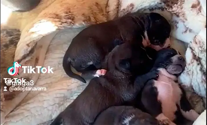 'Asia' llevó a los rescatistas navarros hasta sus cachorros. CEDIDA