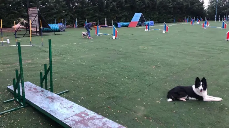 Nudacan, un centro canino en Lodosa, va a ampliar sus instalaciones y servicios. CEDIDA