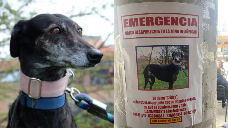 Una familia de Añezcar busca a 'Crispy', una galga perdida hace dos meses. CEDIDA