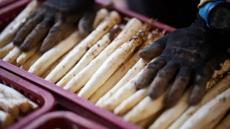 Un trabajador manipula espárragos en Navarra. INTIA