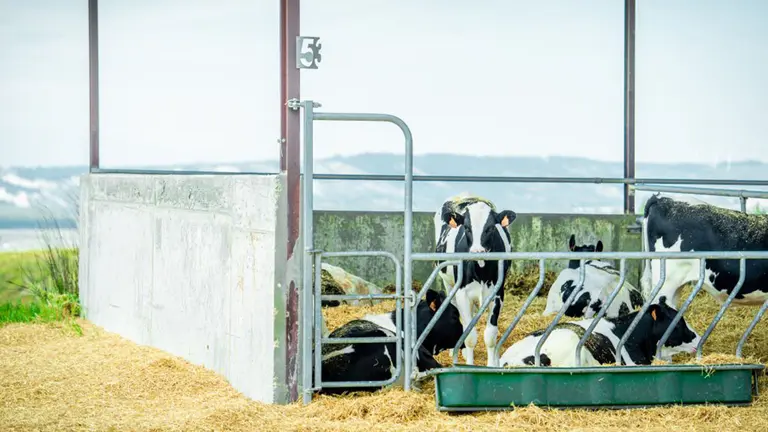 Imagen de la Bigroanja de Caparroso. VALLE DE ODIETA