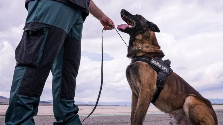 La Guardia Civil se incauta de cocaína, munición y pescado en mal estado en inspecciones en el aeropuerto de Pamplona. - GUARDIA CIVIL