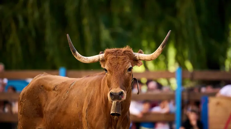 Tarde de vaquillas con la ganadería de Ganuza Echecón en las fiestas de Barañain 2023. PABLO LASAOSA