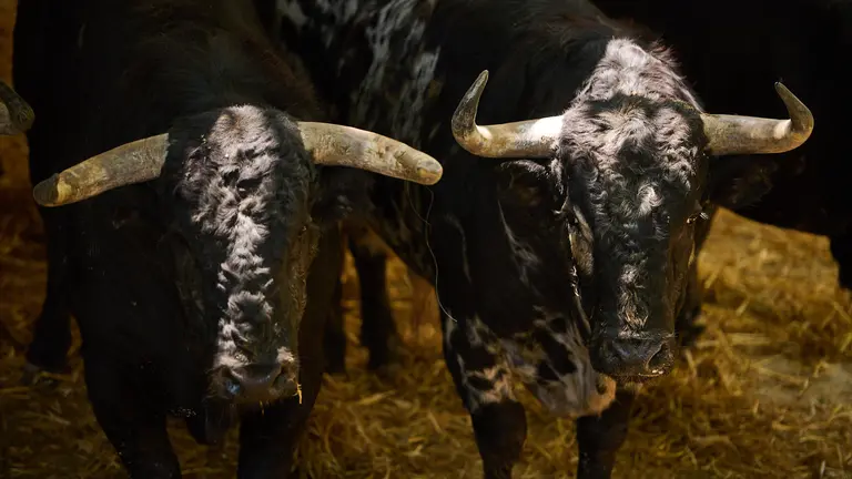 Novillos de Pincha en la Plaza de Toros de Pamplona, que serán lidiados el 5 de julio durante las fiestas de San Fermín 2023. PABLO LASAOSA