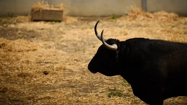 Toros de la ganadería de Cebada Gago (9 de julio) en los corrales del Gas de Pamplona. PABLO LASAOSA