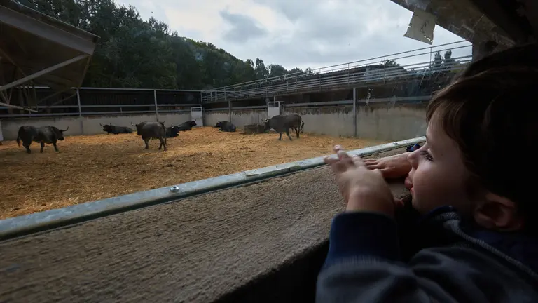 Apertura de los corrales del Gas de Pamplona donde se ya pueden visitar las primeras ganaderías de toros que van a formar parte de la Feria del Toro de Sanfermines 2023. IÑIGO ALZUGARAY