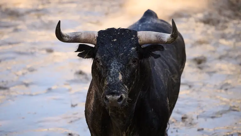 El toro 'Panadero' (nº 42) de la ganadería de Miura (14 de julio) y de 625 kilos de peso en los corrales del Gas de Pamplona. PABLO LASAOSA