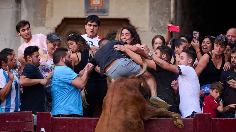 Festival taurino en fiestas de Puente la Reina 2023 con vacas de la Ganadería Herederos de Ángel Macua. PABLO LASAOSA
