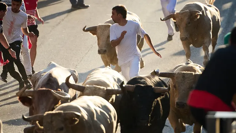 Último encierro de las fiestas de Tudela 2023 con toros de Prieto de la Cal. PABLO LASAOSA