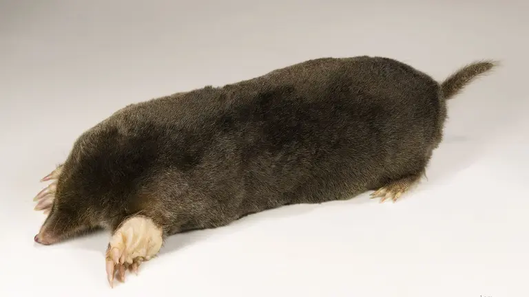 El hombre investigado cazaba topos con armas prohibidas. WIKIMEDIA COMMONS