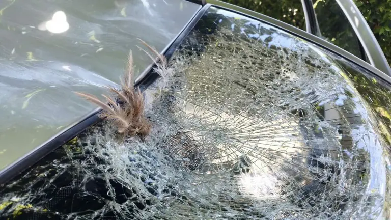 El buitre se ha estrellado contra la luna delantera de un coche. GUARDIA CIVIL