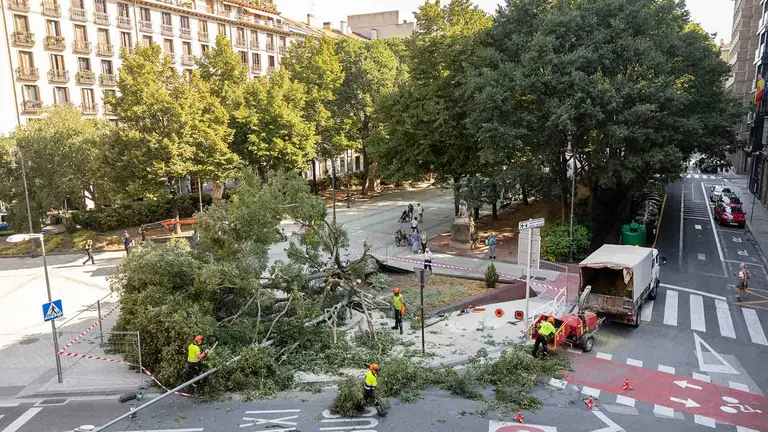 GRAFCAV2437. PAMPLONA, 23/08/2023.- Un árbol de gran tamaño ha caído este miércoles sobre el Paseo de Sarasate de Pamplona sin causar heridos y ha tirado una farola que se encontraba al lado e iluminaba el Parlamento de Navarra. Policía Municipal ha acordonado el lugar y operarios municipales proceden a su tala de ramas y retirada. EFE/ Villar López
