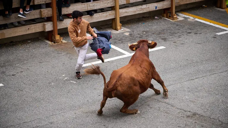 Tarde de vacas en el último día de fiestas de Noáin 2023. PABLO LASAOSA