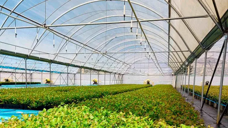 Viveros de la empresa Planasa en la  Ribera de Navarra. PLANASA