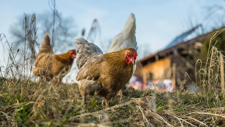 Imagen de archivo de unas gallinas en un corral.  ARCHIVO