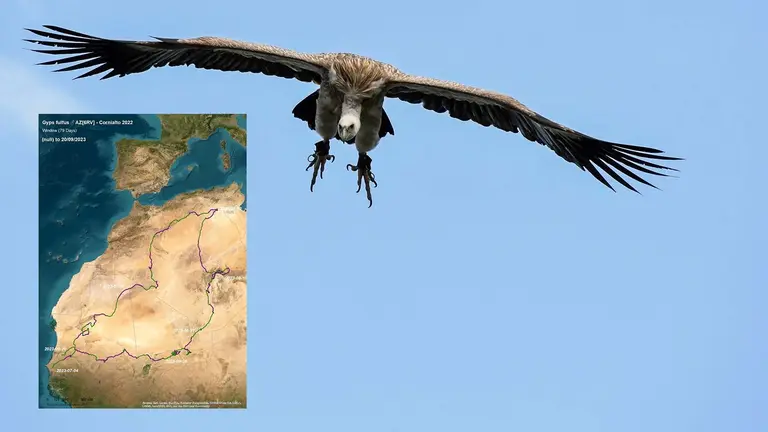 Un buitre leonado y el recorrido efectuado que se ha seguido con el GPS desde las Bardenas de Navarra.