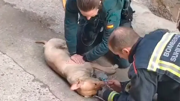La Guardia Civil y los bomberos de Peralta reaniman en Villafranca a un perro, víctima de un incendio. NAVARRA.COM