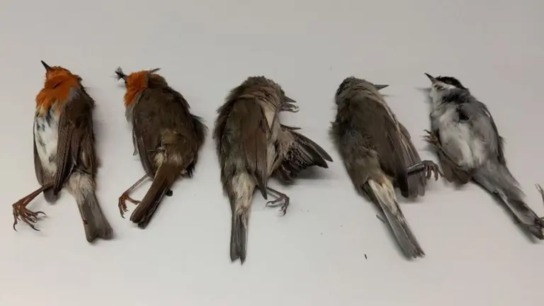 Imagen de los animales cazados ilegalmente por el detenido. CEDIDA