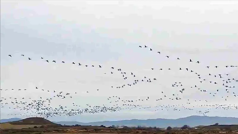 Una bandada de 4.000 grullas cruza los cielos de Navarra. GUARDERÍO DE MEDIOAMBIENTE / TWITTER