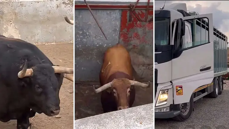 Los toros de La Palmosilla inician su viaje a Pamplona para San Fermín 2024.