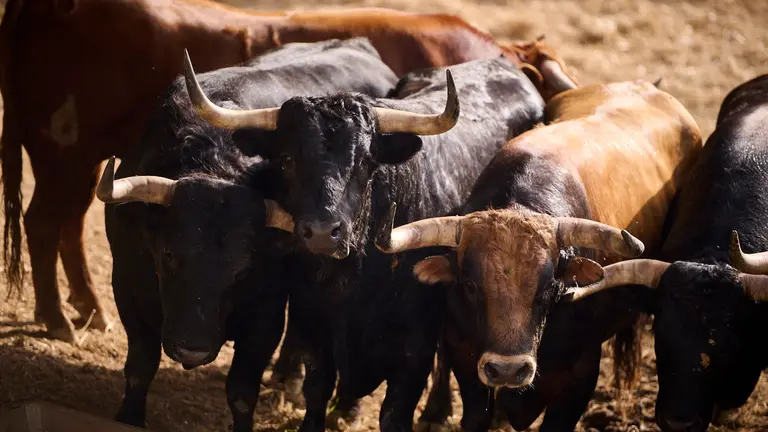 TOROS DE LA GANADERÍA DE LA PALMOSILLA (7 DE JULIO) EN LOS CORRALES DEL GAS DE PAMPLONA. PABLO LASAOSA