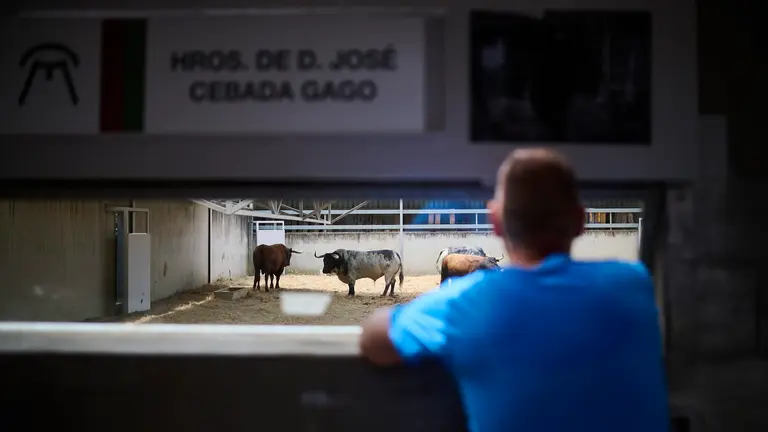 Los Corrales del Gas abren sus puertas para visitar las ganaderías de San Fermín 2024. PABLO LASAOSA