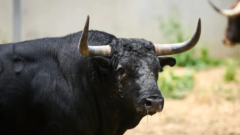 El toro 'Esperón' (Nº 136) de la ganadería de Victoriano del Río (9 de julio), negro mulato y de 545 kilos de peso, en los corrales del Gas de Pamplona. PABLO LASAOSA.