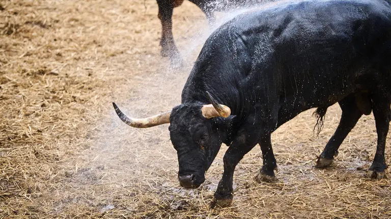 Los toros de Fuente Ymbro para la corrida del 10 de julio de San Fermín 2024, en los corrales del Gas de Pamplona. PABLO LASAOSA